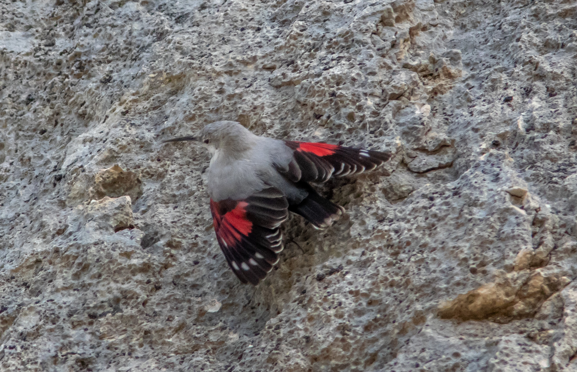 Miniature